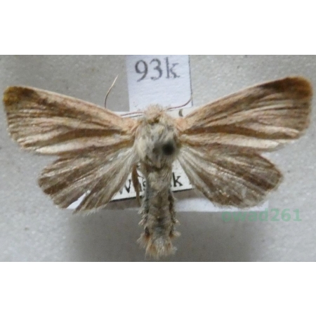 Denticucullus pygmina (Haworth, 1809) Poland93k